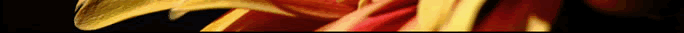 Orange Bottom